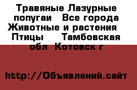 Травяные Лазурные попугаи - Все города Животные и растения » Птицы   . Тамбовская обл.,Котовск г.